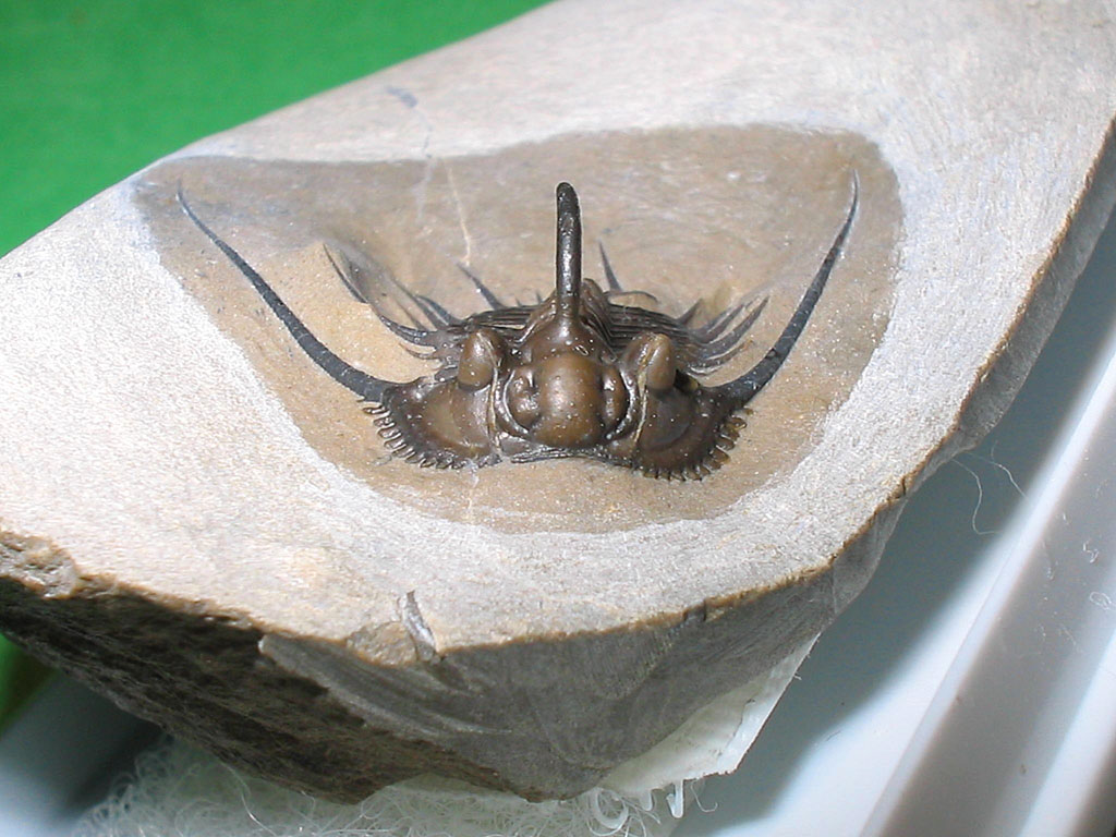Leonaspis haddanei