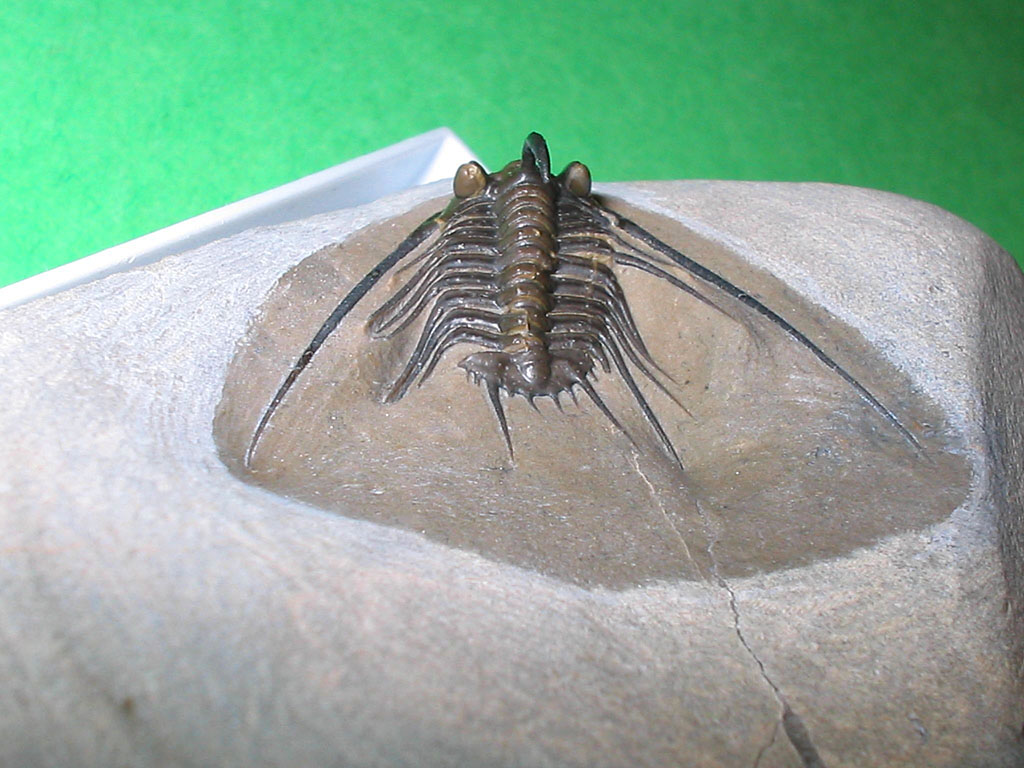 Leonaspis haddanei