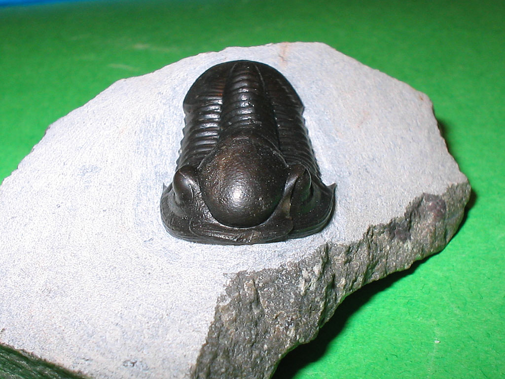 Gerastos sp.