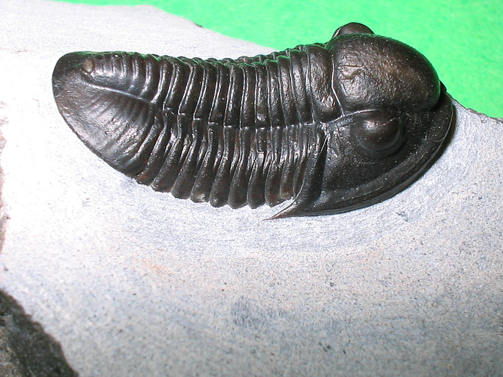 Gerastos sp.