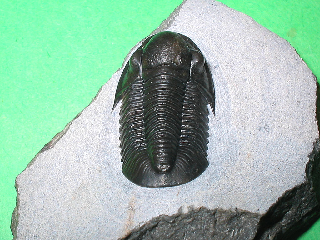 Gerastos sp.