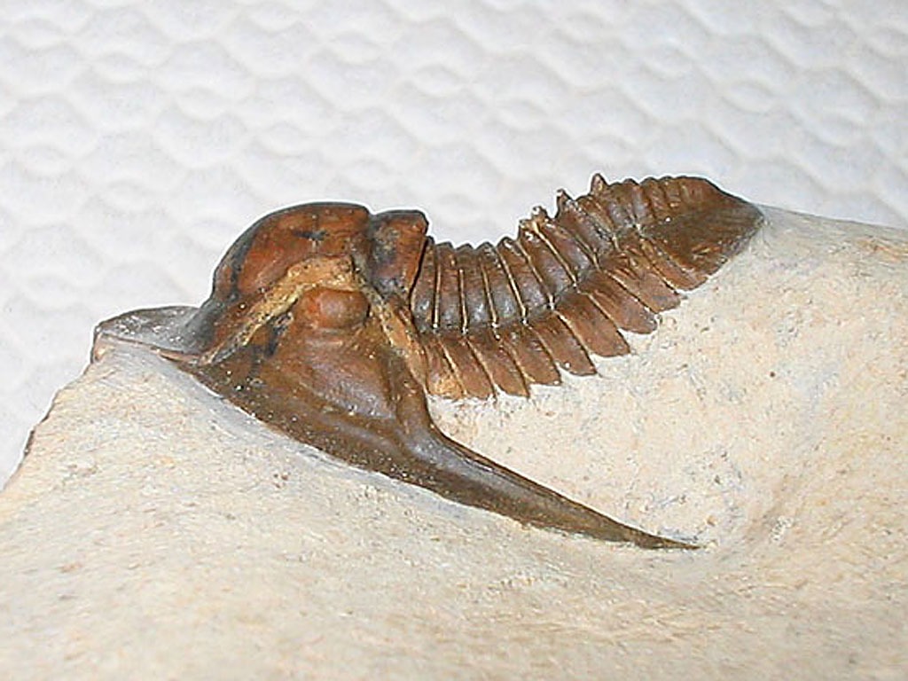 ?Lepidoproetus sp.