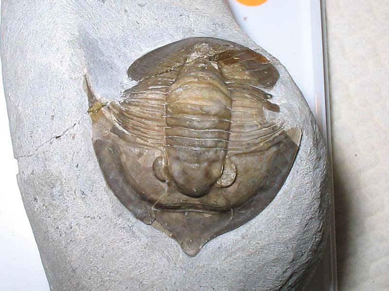 Tropidocoryphe sp.