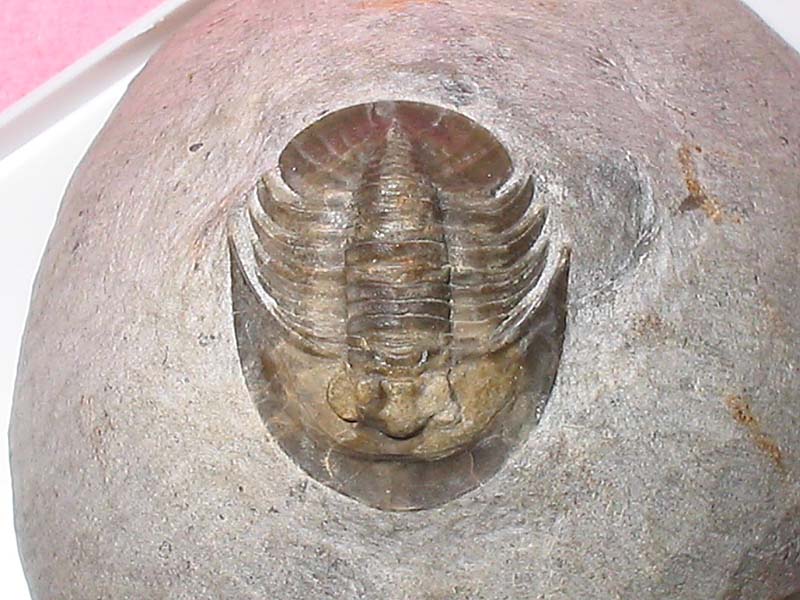 Tropidocoryphe sp.