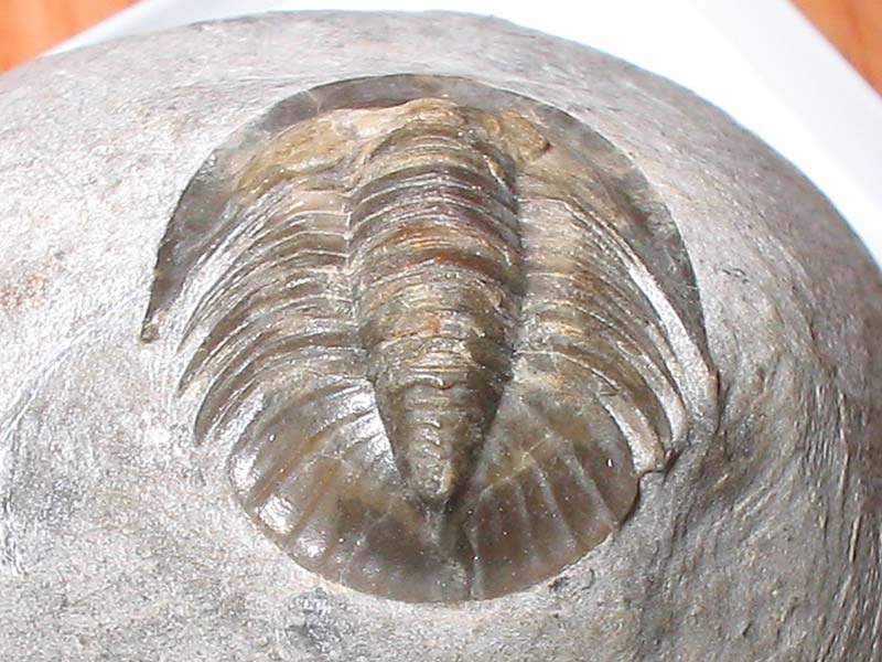 Tropidocoryphe sp.