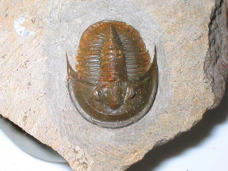 Tropidocoryphe sp.