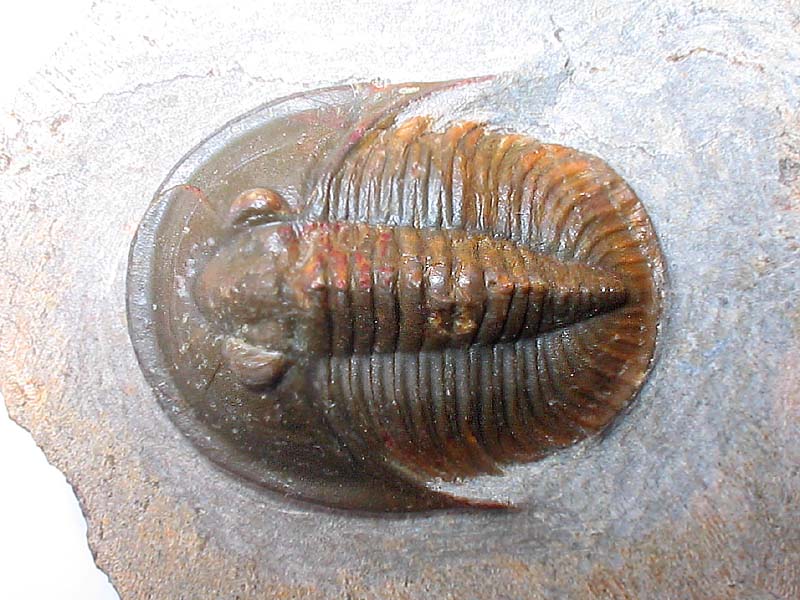 Tropidocoryphe sp.