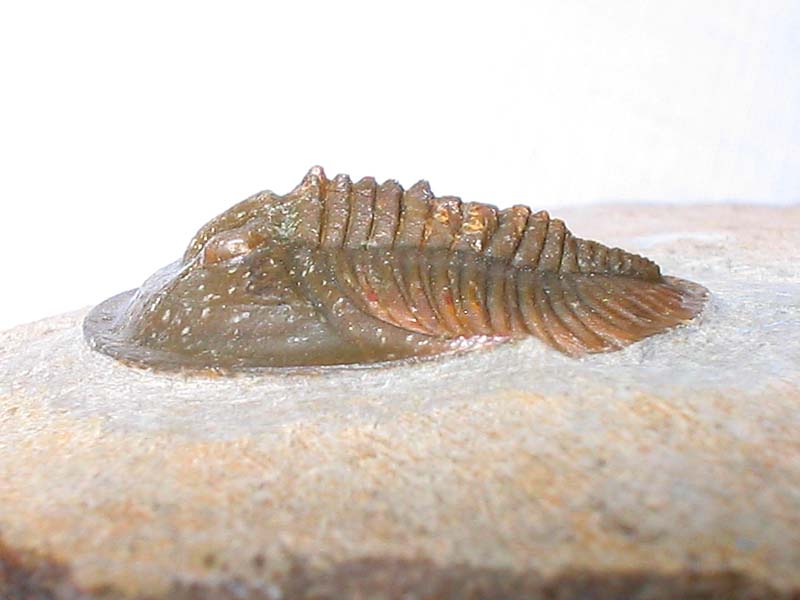 Tropidocoryphe sp.