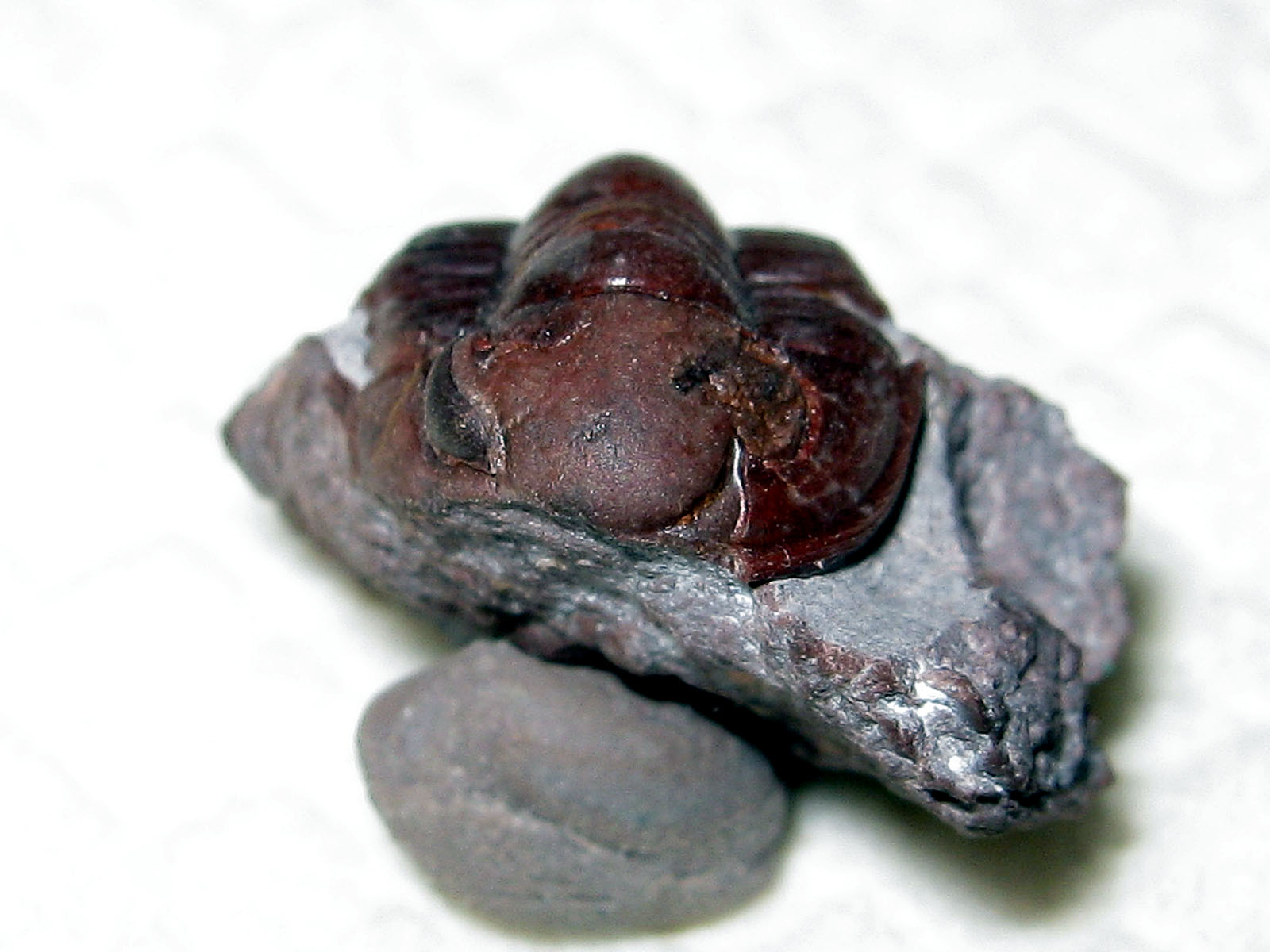 Proetopeltis sp.