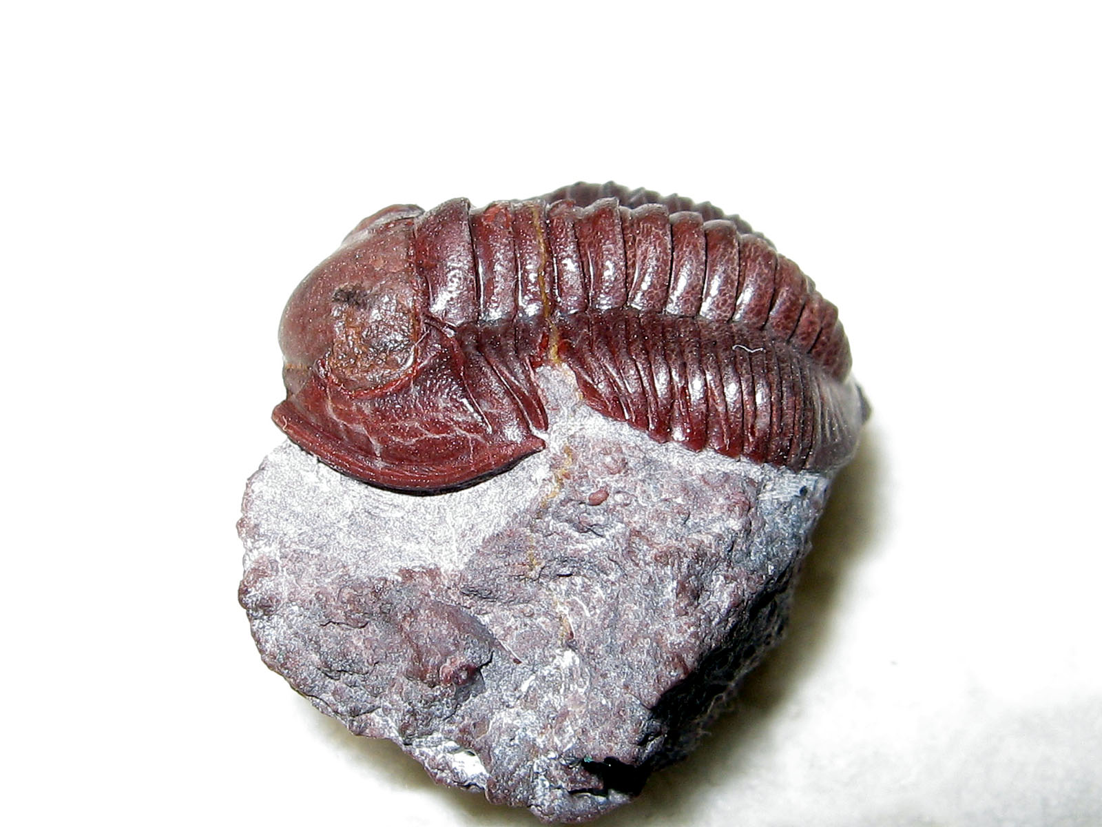 Proetopeltis sp.