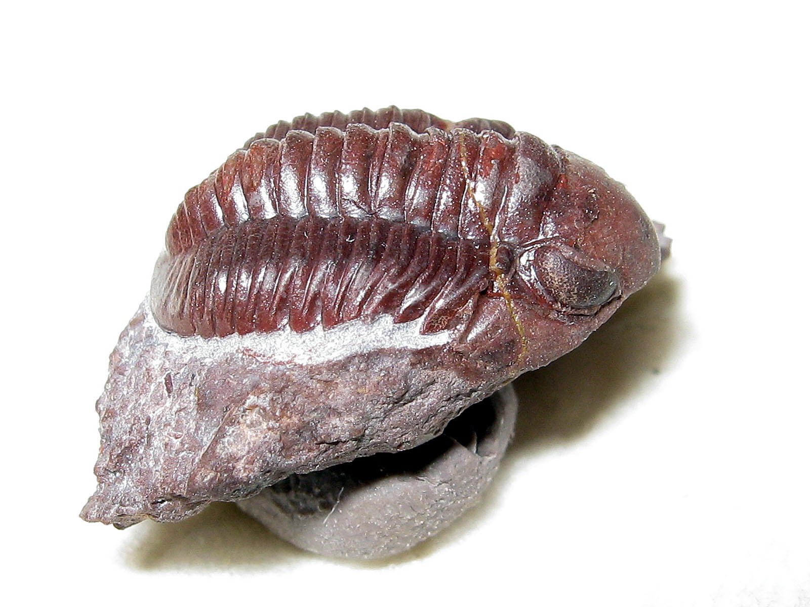 Proetopeltis sp.