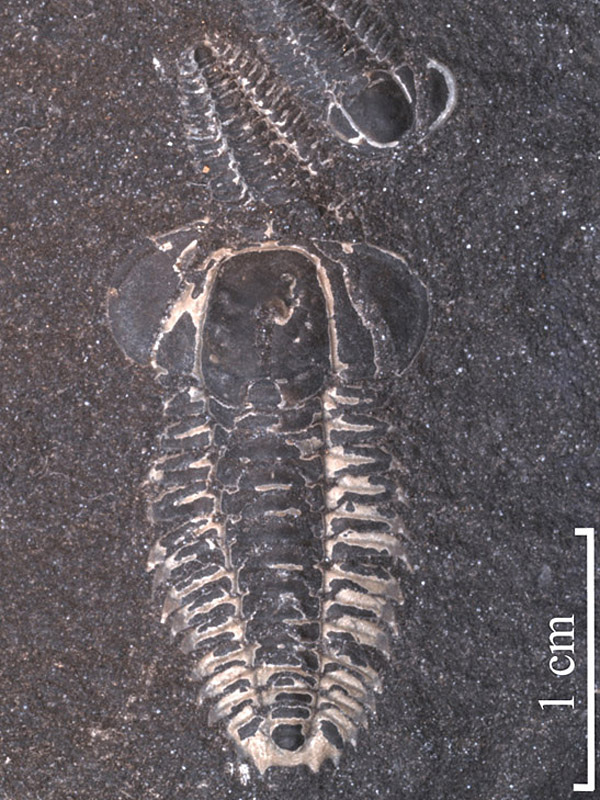 Peltura scarabaeoides westergaardi