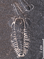 Peltura scarabaeoides westergaardi