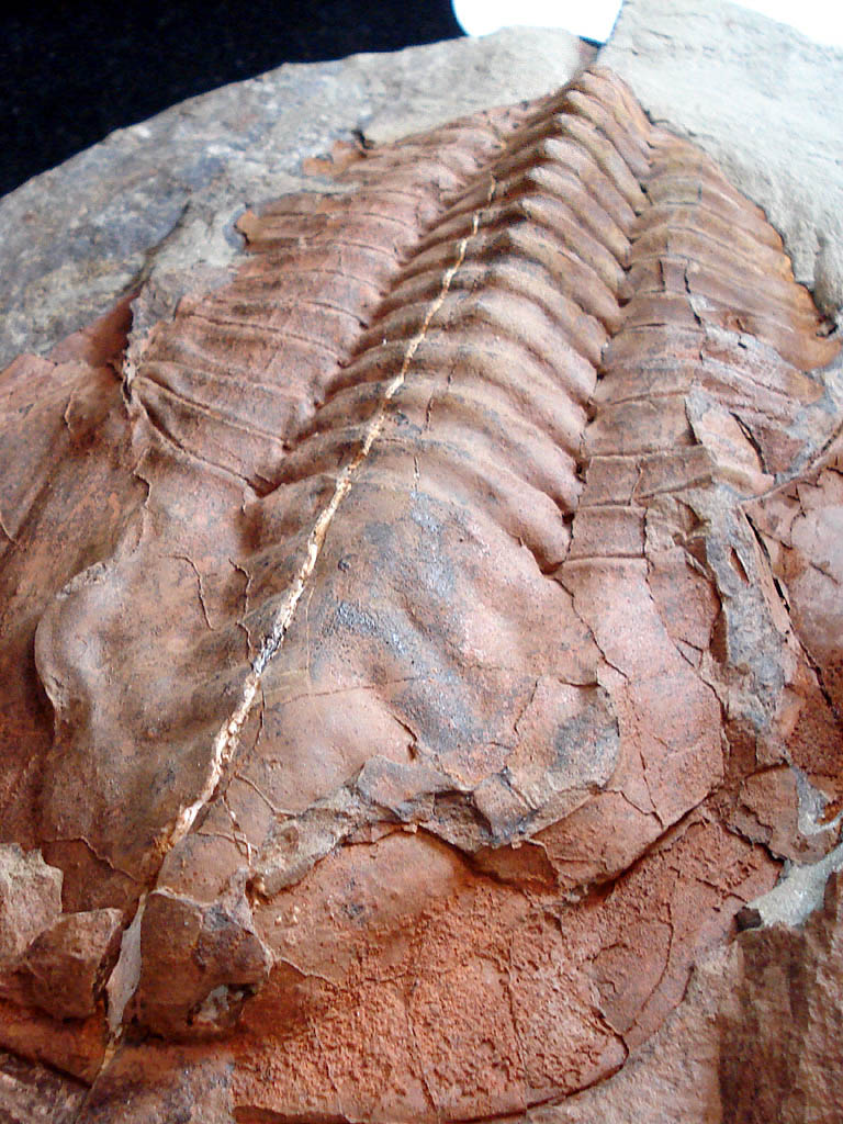 Cambropallas telesto GEYER, 1993