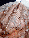 Cambropallas telesto GEYER, 1993