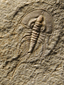 Olenellus chiefensis