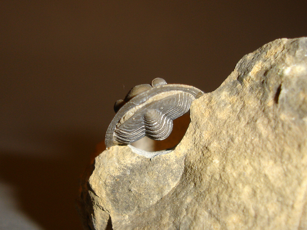 Diademaproetus cf. praecursor (ALBERTI, 1969)