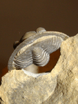 Diademaproetus cf. praecursor (ALBERTI, 1969)