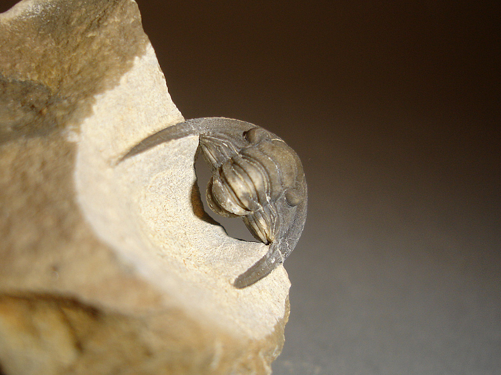 Diademaproetus cf. praecursor (ALBERTI, 1969)
