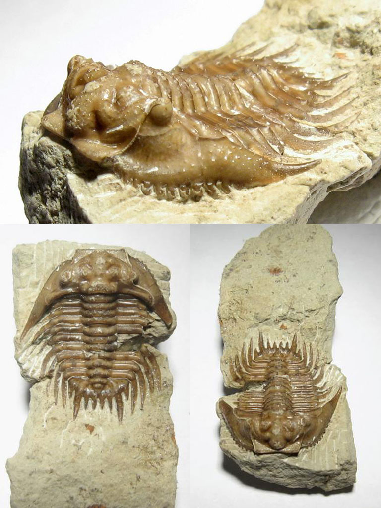 Diademaproetus cf. praecursor (ALBERTI, 1969)