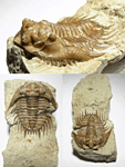 Exallaspis marklini