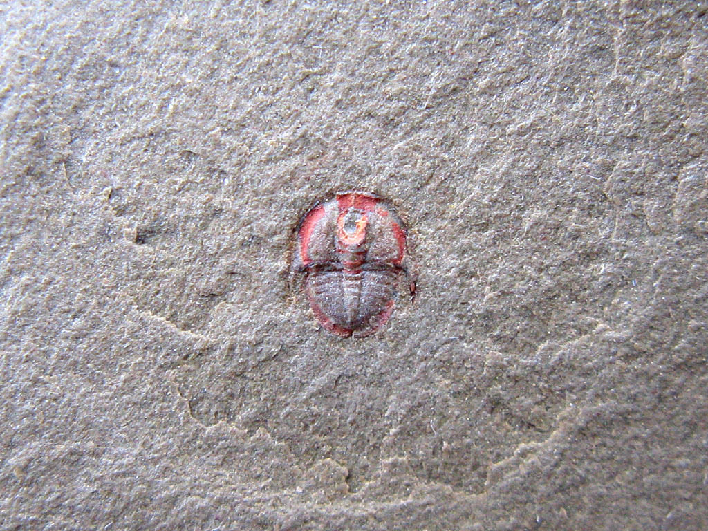 Asaphellus sp.