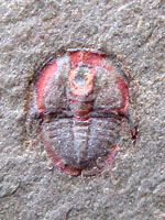 Asaphellus sp.
