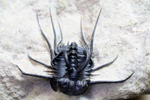 Dicranurus monstrosus