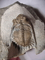 Asteropyge punctata