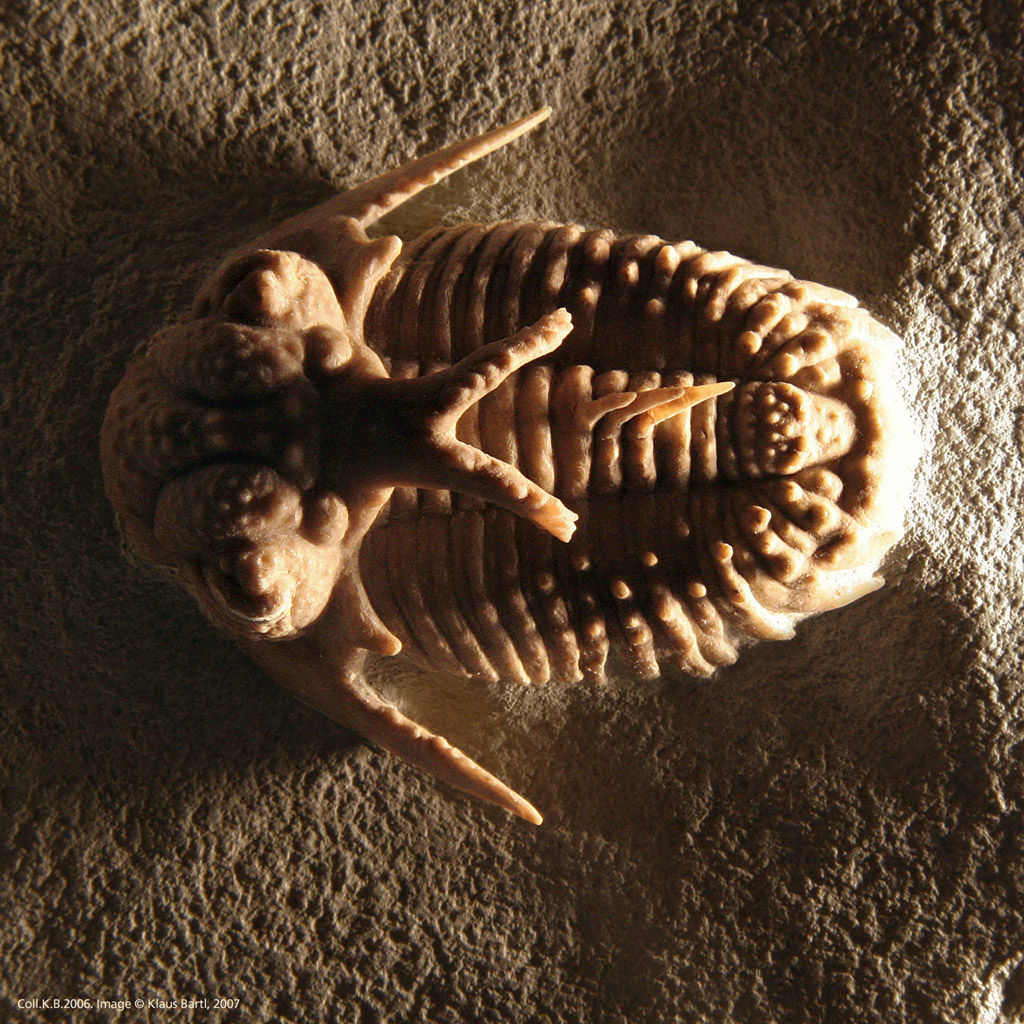 Hoplolichoides conicotuberculatus