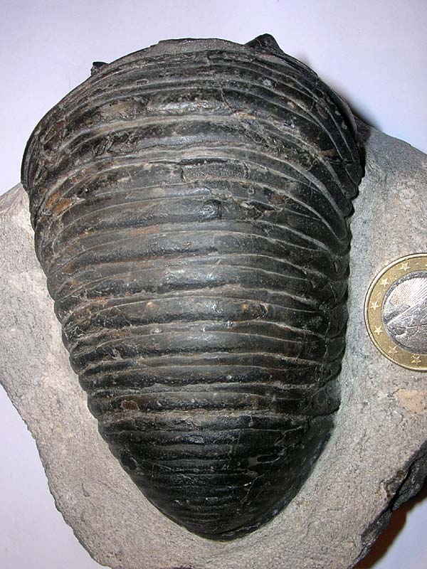 Parahomanolotus planus