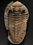 Metacryphaeus (Eldredgeia) cf. venustus (WOLFART, 1968)