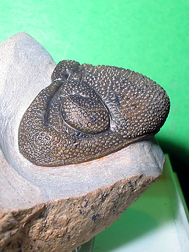 Phacops sp.