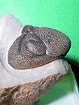 Phacops saberensis torkozensis SCHRAUT, 2000