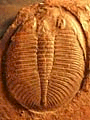Ogygiocarella debuchii var. bettonensis