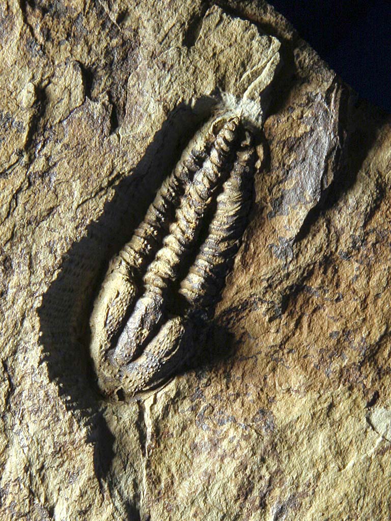 Solenopleuropsis (Solenopleuropsis) rouayrouxi