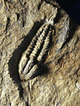 Solenopleuropsis (Solenopleuropsis) rouayrouxi