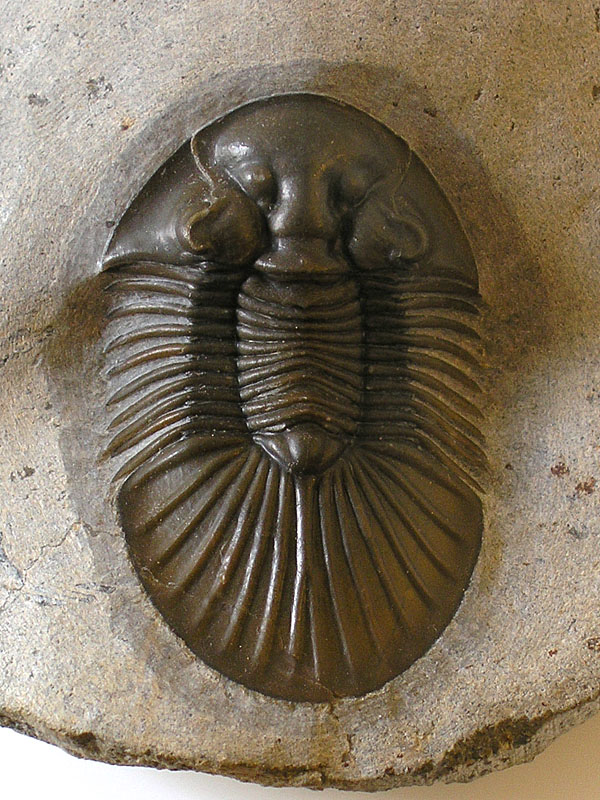 Scabriscutellum hammadi