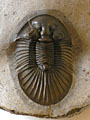 Scabriscutellum hammadi