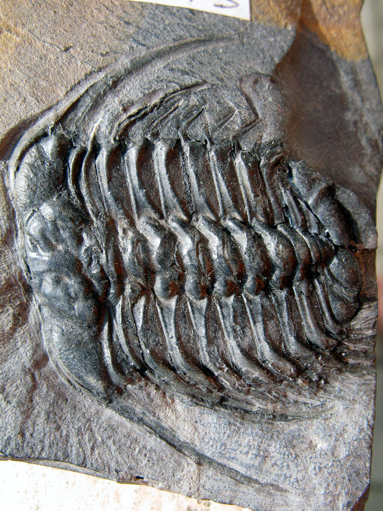 Selenopeltis sp.
