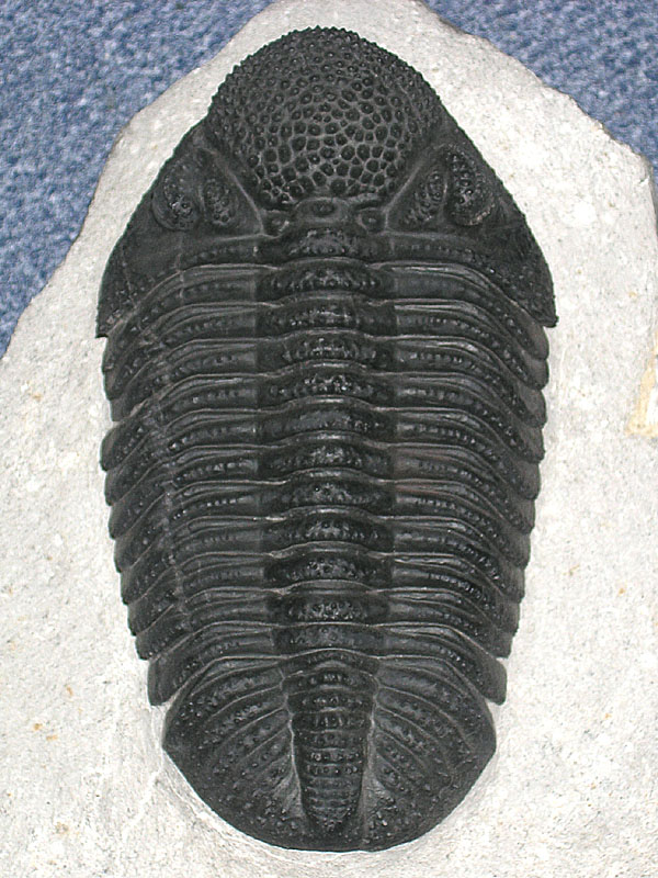 Drotops megalomanicus