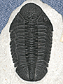 Drotops megalomanicus