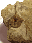 Raphiophorus parvulus (FORBES, 1848)
