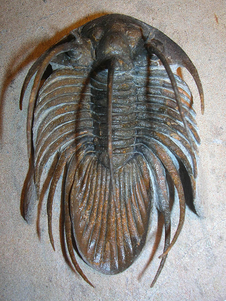 Kolihapeltis sp.