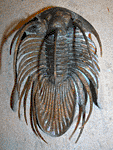 Kolihapeltis sp.