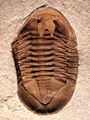 Asaphus cf. punctatus