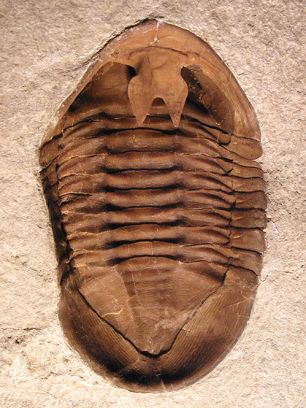 Asaphus cf. punctatus