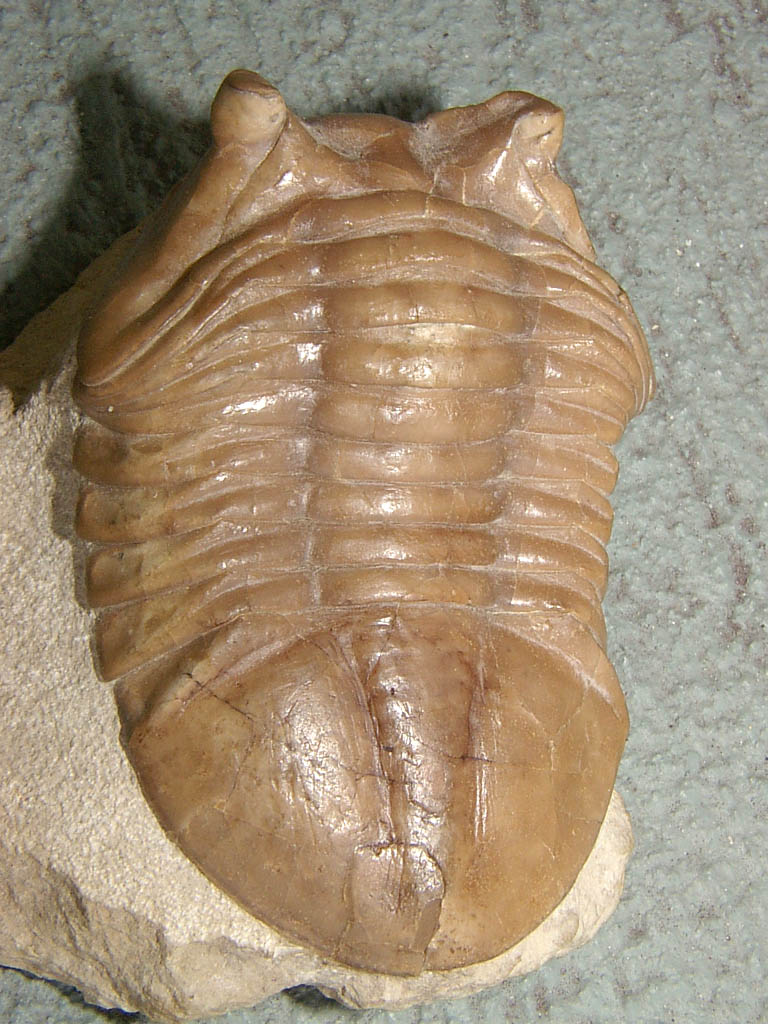 Asaphus kotlukovi LESNIKOVA, 1928