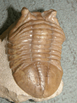 Asaphus kotlukovi LESNIKOVA, 1928