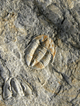 Archegonus laevicauda